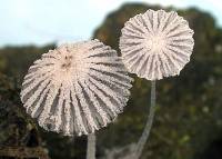 Image of Coprinus stercorarius