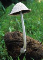 Image of Coprinopsis nivea