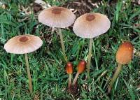 Image of Coprinus auricomus