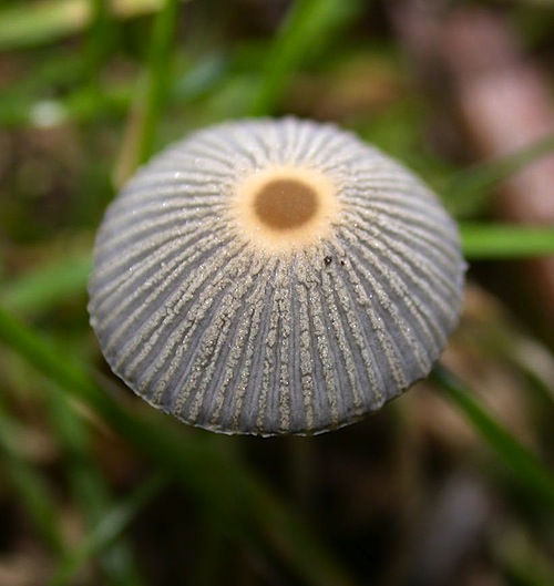 Parasola plicatilis image