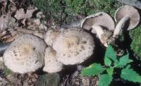 Psathyrella cotonea image