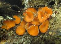 Scutellinia scutellata image