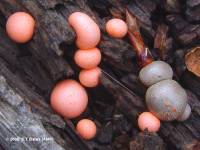 Lycogala epidendrum image