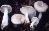 Lactarius chrysorrheus image