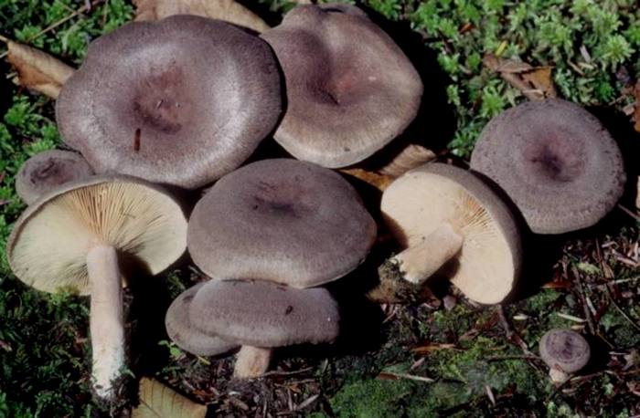 Lactarius hibbardae image