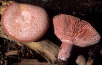 Image of Lactarius subpurpureus