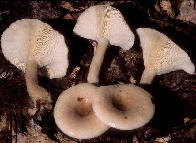 Lactarius cinereus image