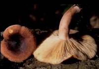 Lactarius quietus var. incanus image