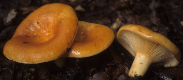 Lactarius croceus image