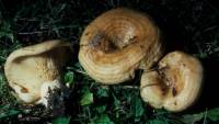 Lactarius psammicola image