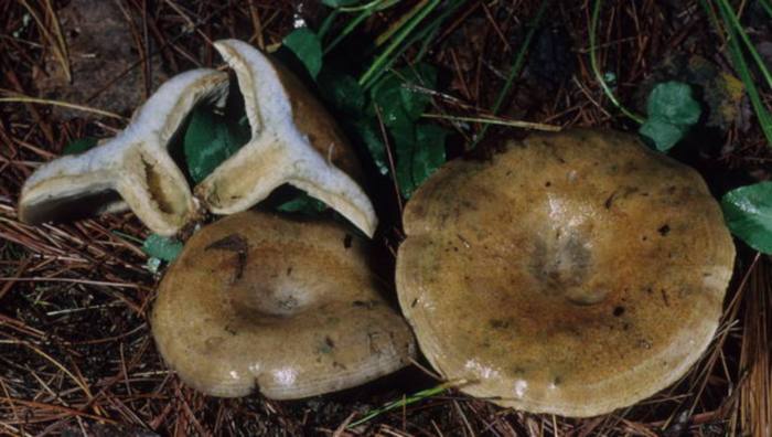 Lactarius chelidonium var. chelidonioides image