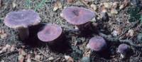 Russula mariae image