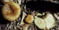 Russula granulata image