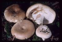 Russula compacta image