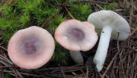 Russula fragilis image