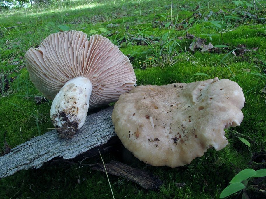 Russula eccentrica image