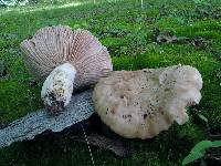 Image of Russula eccentrica