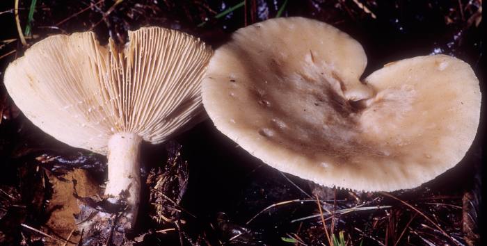 Lactarius affinis image