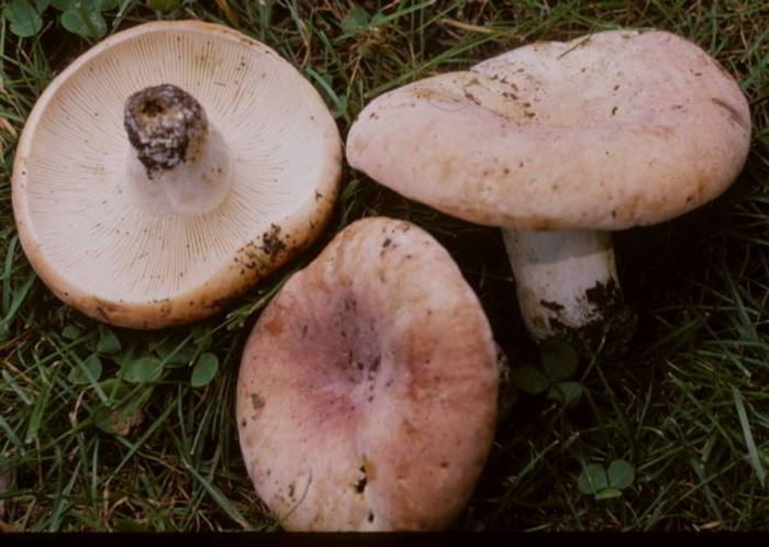 Lactarius allardii image