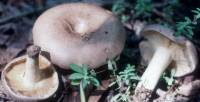 Lactarius argillaceifolius image