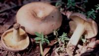 Lactarius argillaceifolius image