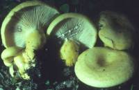 Lactarius aspideoides image