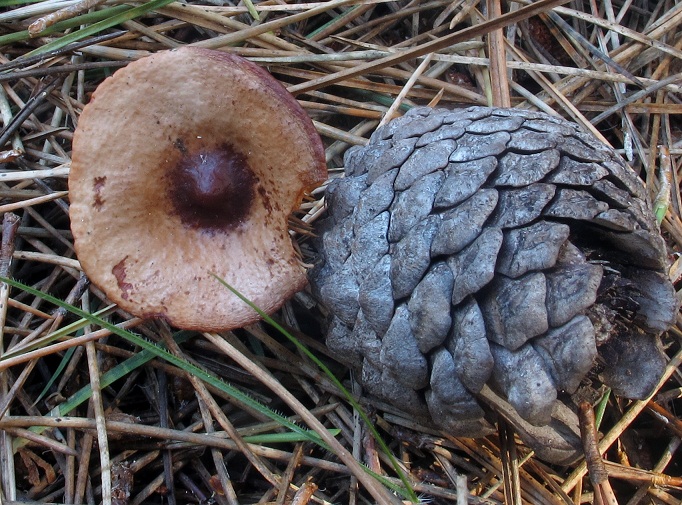 Lactarius atrobadius image