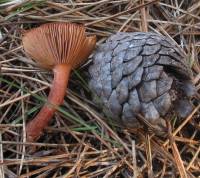 Lactarius atrobadius image