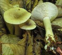 Lactarius griseus image