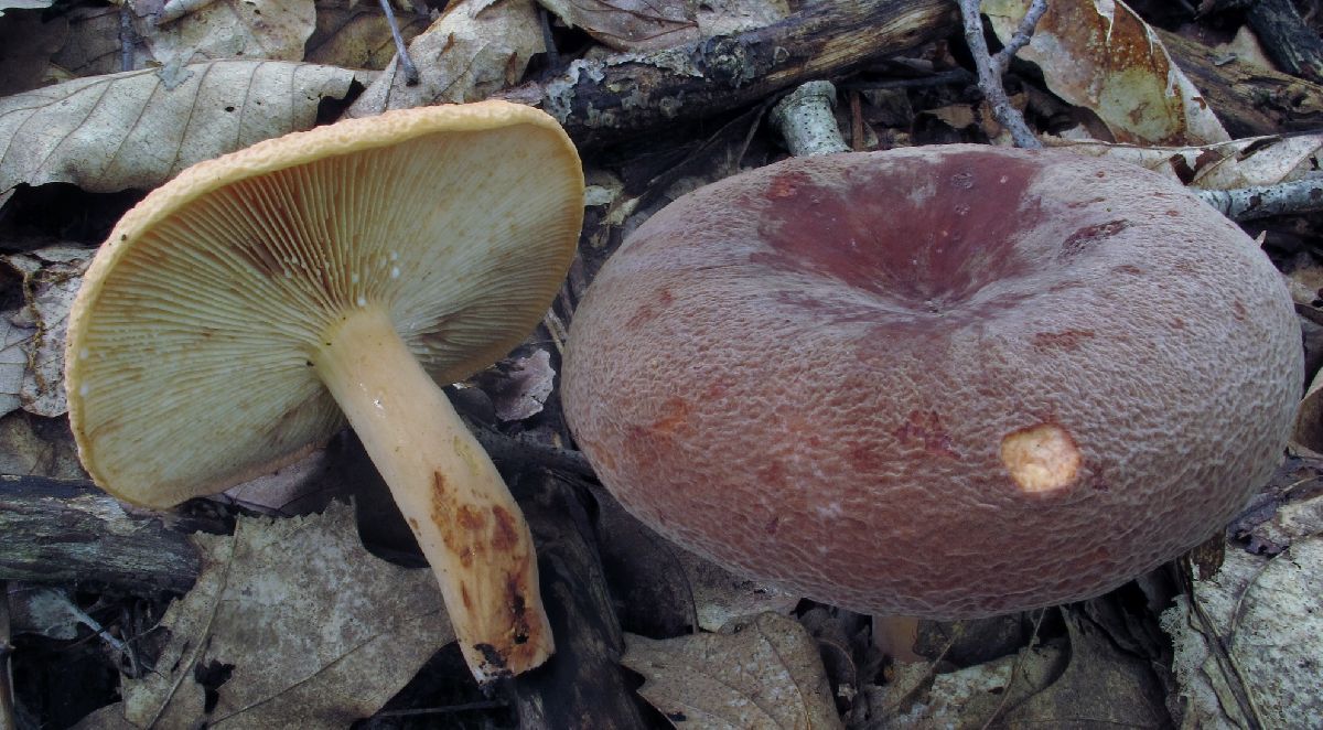 Lactarius corrugis image