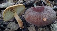 Image of Lactarius corrugis