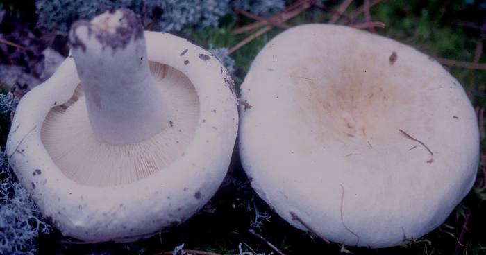 Lactarius deceptivus image