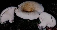 Lactarius deceptivus image