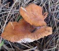 Lactarius fragilis image