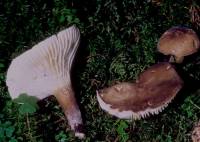 Lactarius gerardii image