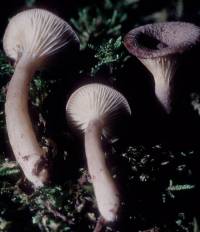 Lactarius griseus image