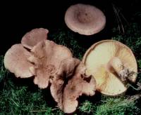 Lactarius helvus image