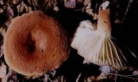 Lactarius hygrophoroides image