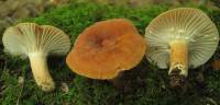 Lactarius hygrophoroides image