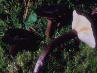 Lactarius lignyotellus image