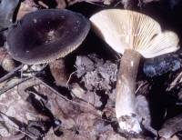 Lactarius lignyotus image