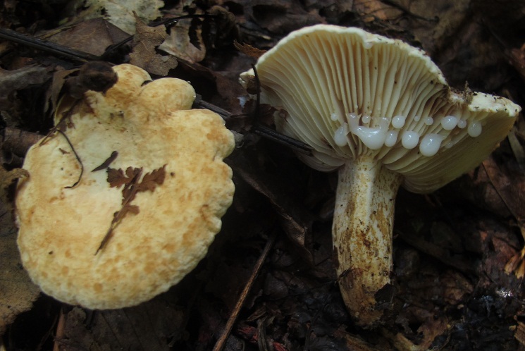 Lactarius luteolus image