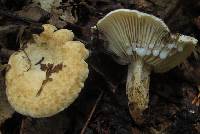 Image of Lactarius luteolus