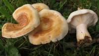 Lactarius maculatipes image