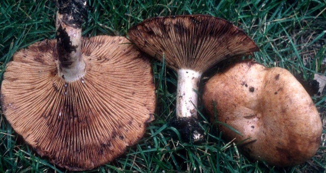 Lactarius maculatus image