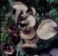 Lactarius mucidus image