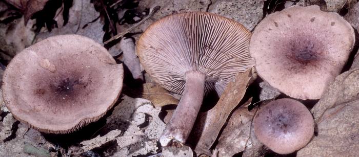 Lactarius quietus var. incanus image