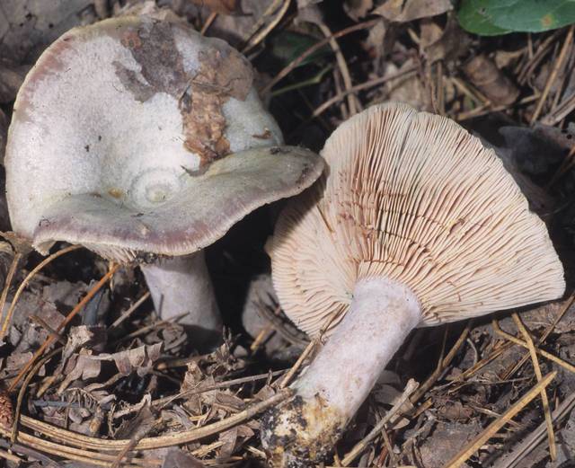 Lactarius image