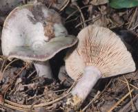 Lactarius paradoxus image