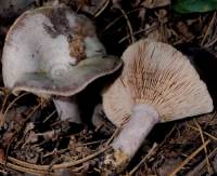 Lactarius paradoxus image